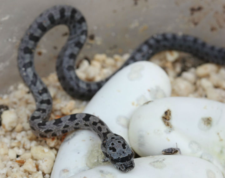 Baird's Rat Snakes